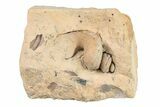 Ordovician Gastropod (Lophospira) Fossil - Wisconsin #203674-2